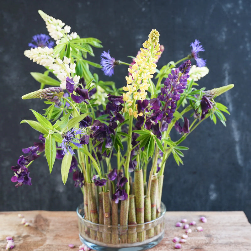 Arrangement vibrant de lupins et d'autres fleurs, fixé par un kenzan de 120 mm à la base, sur un fond sombre avec des pétales éparpillés.