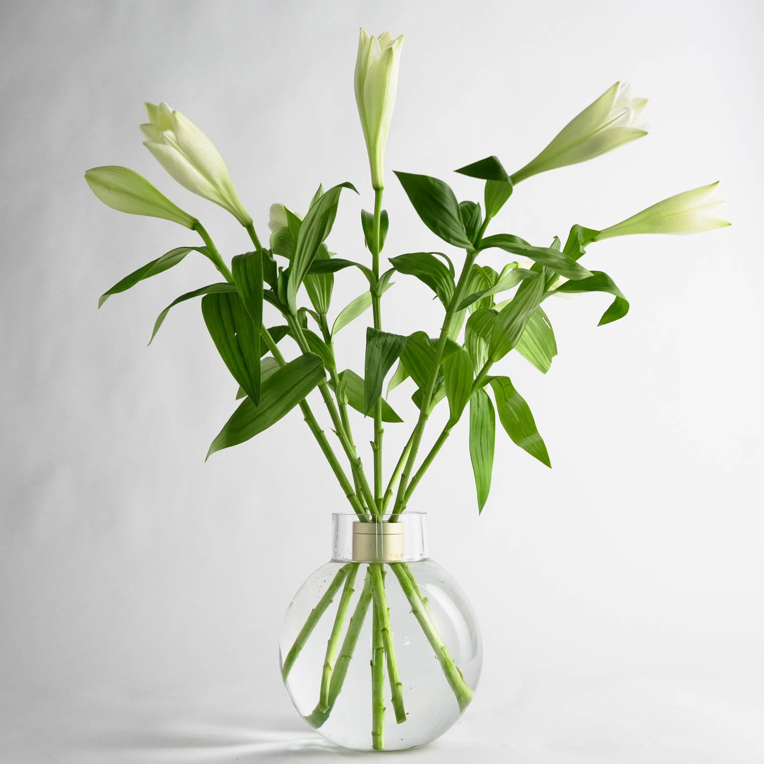 Superbe bouquet de lys blancs frais arrangé dans une torsade de fleurs Hanataba placée dans un vase en verre rempli d'eau dans une pièce blanche.