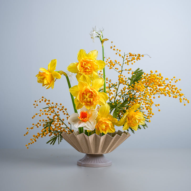 Des jonquilles jaune vif et de délicates branches de mimosa dans un vase beige, arrangées avec art avec un anneau Kenzan Fakir de 70 mm.