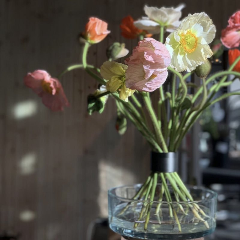 Arrangement inspiré de l'Ikebana, composé de coquelicots et de jonquilles délicats, soutenu par un support Spiral Stem noir, qui projette des ombres douces à la lumière du soleil.