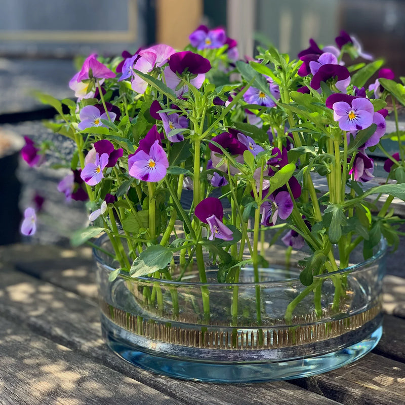 Un charmant ensemble de pensées violettes et blanches poussant en abondance à partir d'un anneau Kenzan de 120 mm, placé sur une table rustique en bois baignée de soleil.